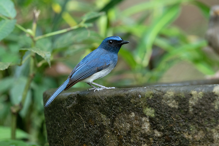 White bellied blue flycatcher, male, Cyornis pallidipes, Salim Ali Bird Sanctuary, Thattekad, Kerala, India. White bellied blue flycatcher, male, Cyornis pallidipes, Salim Ali Bird Sanctuary, Thattekad, Kerala, India., by Zoonar RealityImages