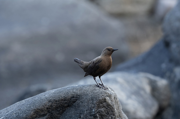 Brown dipper, Cinclus pallasii at Chaffi in Nainital, Uttarakhand, India. Brown dipper, Cinclus pallasii at Chaffi in Nainital, Uttarakhand, India., by Zoonar RealityImages