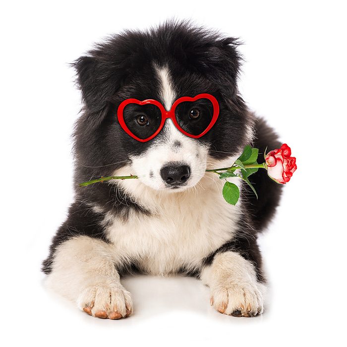 Puppy with heart glasses und a rose Puppy with heart glasses und a rose, by Zoonar Judith Kiener