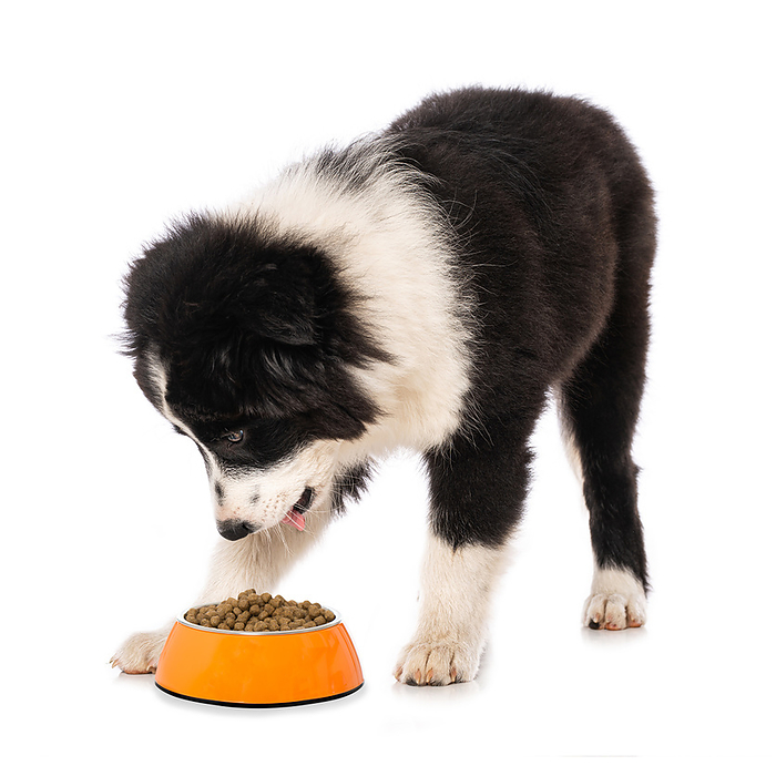 Puppy with food bowl Puppy with food bowl, by Zoonar Judith Kiener