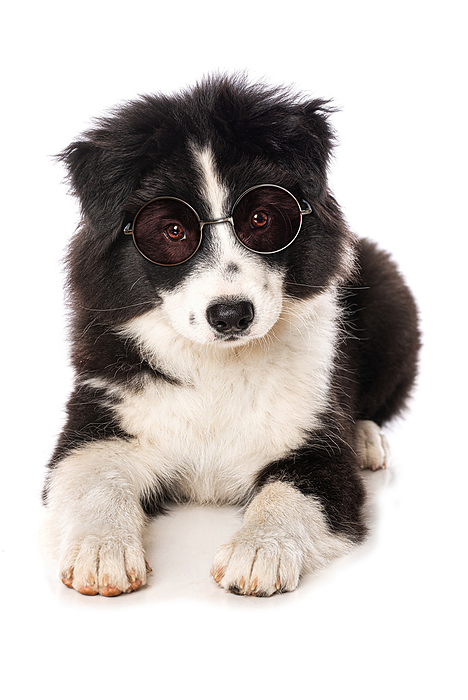 Elo puppy with sun glasses Elo puppy with sun glasses, by Zoonar Judith Kiener