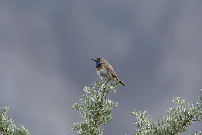 Bluethroat, Luscinia svecica, Nubra Valley, Ladakh, Jammu and Kashmir, India. Bluethroat, Luscinia svecica, Nubra Valley, Ladakh, Jammu and Kashmir, India., by Zoonar RealityImages