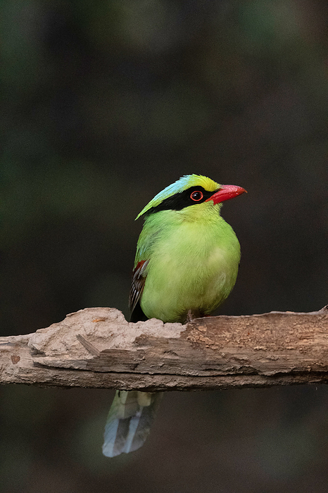 Common green magpie, Cissa chinensis, Sattal, Nainital Uttarakhand, India. Common green magpie, Cissa chinensis, Sattal, Nainital Uttarakhand, India., by Zoonar RealityImages