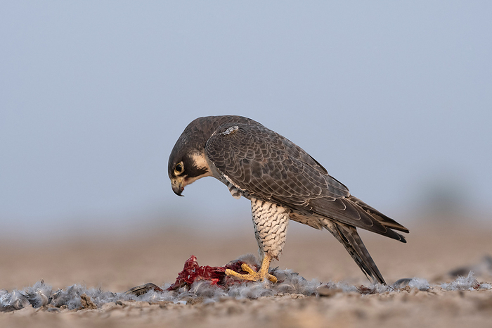 Peregrine falcon,  Falco peregrinus, Little rann of Kutch, Gujarat, India. Peregrine falcon,  Falco peregrinus, Little rann of Kutch, Gujarat, India., by Zoonar RealityImages