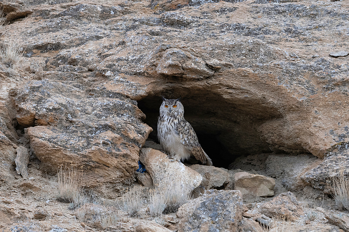 Eurasian eagle owl, Bubo bubo, Hanle, Ladakh, Jammu and Kashmir, India. Eurasian eagle owl, Bubo bubo, Hanle, Ladakh, Jammu and Kashmir, India., by Zoonar RealityImages