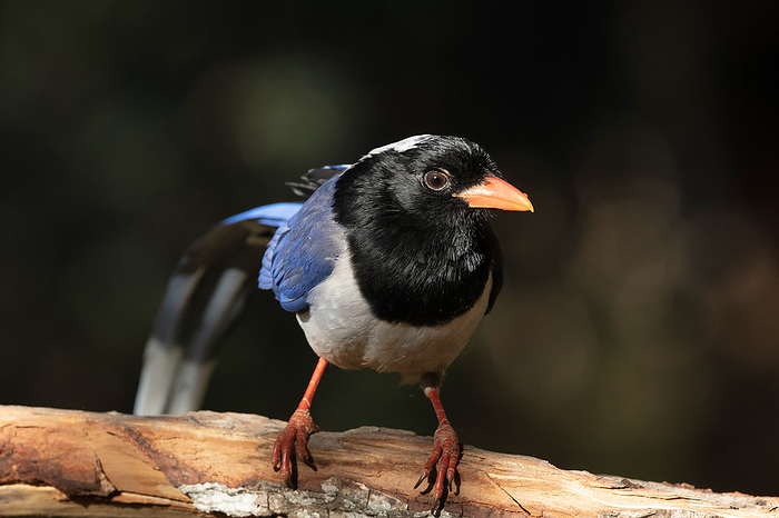 Red billed blue magpie,  Urocissa erythroryncha, Sattal, Nainital, Uttarakhand, India. Red billed blue magpie,  Urocissa erythroryncha, Sattal, Nainital, Uttarakhand, India., by Zoonar RealityImages