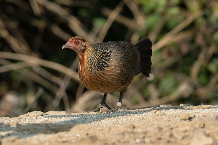 Red junglefowl, female, Gallus gallus, Sattal, Nainital, Uttarakhand, India. Red junglefowl, female, Gallus gallus, Sattal, Nainital, Uttarakhand, India., by Zoonar RealityImages