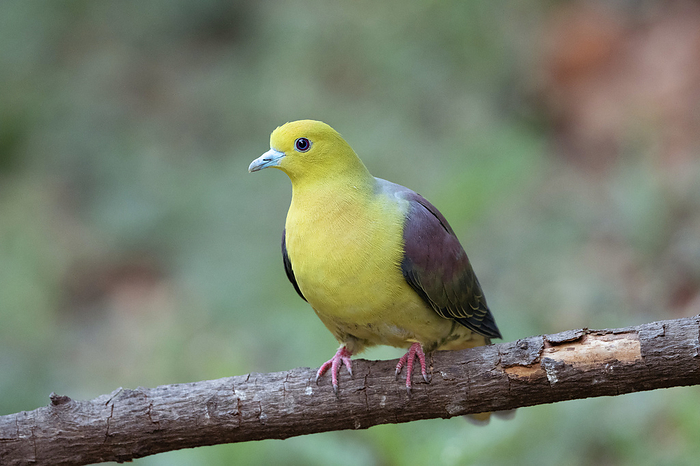 Wedge tailed green pigeon, Treron sphenurus, Sattal, Nainital, Uttarakhand, India. Wedge tailed green pigeon, Treron sphenurus, Sattal, Nainital, Uttarakhand, India., by Zoonar RealityImages