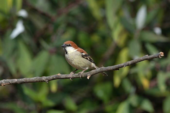 Russet sparrow,  Passer cinnamomeus, Sattal, Nainital Uttarakhand, India. Russet sparrow,  Passer cinnamomeus, Sattal, Nainital Uttarakhand, India., by Zoonar RealityImages