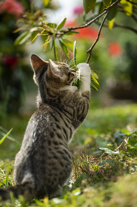 Tabby kitten in a garden Tabby kitten in a garden, by Zoonar Judith Kiener