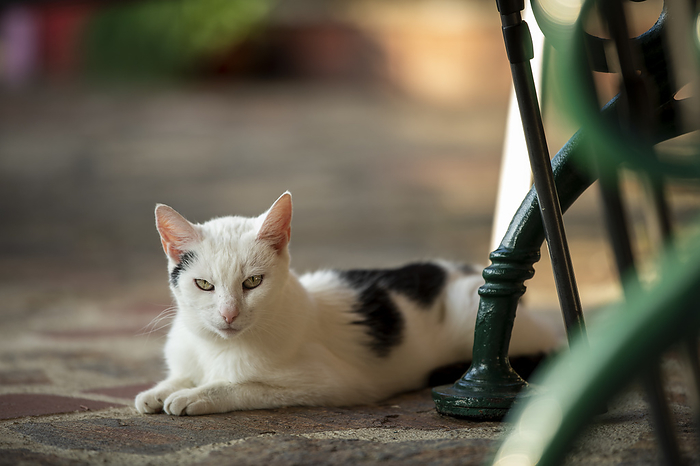 Domestic cat lying on a terrace Domestic cat lying on a terrace, by Zoonar Judith Kiener