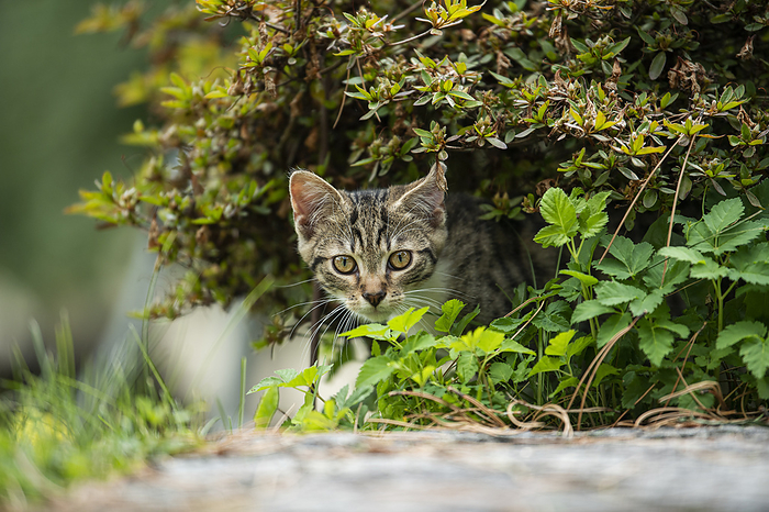 Tabby kitten in a garden Tabby kitten in a garden, by Zoonar Judith Kiener