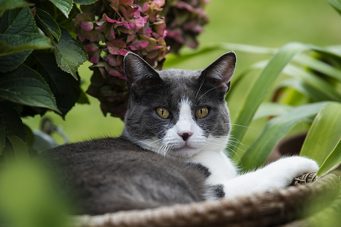 Domestic cat lying in a garden Domestic cat lying in a garden, by Zoonar Judith Kiener