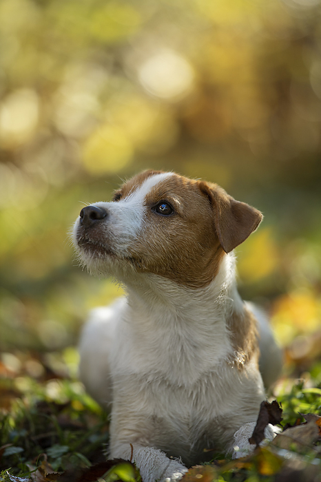 Parson russel terrier puppy in a meadow Parson russel terrier puppy in a meadow, by Zoonar Judith Kiener