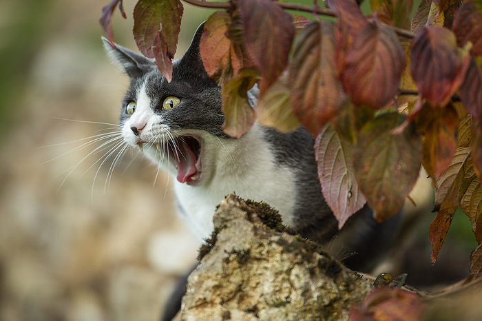 Yawning cat in a garden Yawning cat in a garden, by Zoonar Judith Kiener