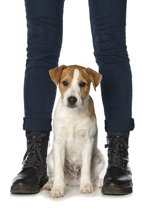 Parson russel terrier puppy between human legs Parson russel terrier puppy between human legs, by Zoonar Judith Kiener
