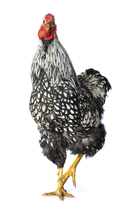 Wyandotte rooster on white background Wyandotte rooster on white background, by Zoonar DoraZett Foto