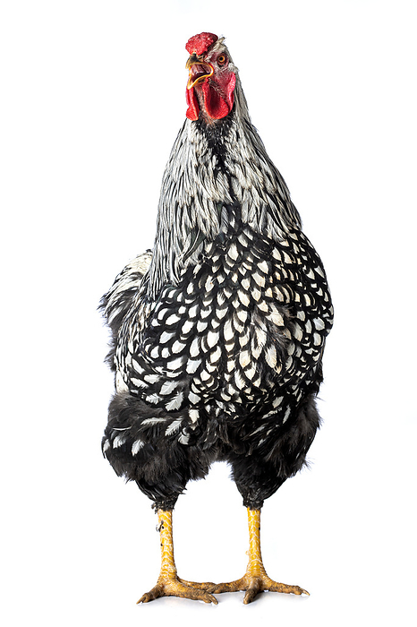 Wyandotte rooster on white background Wyandotte rooster on white background, by Zoonar DoraZett Foto