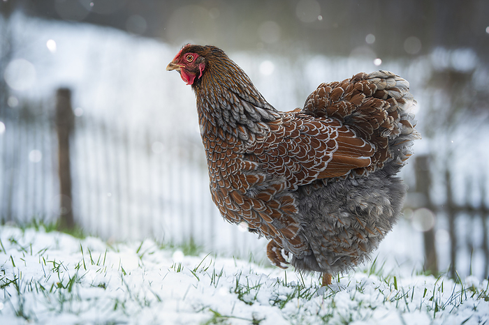 Wyandotten hen in a snowy landscape Wyandotten hen in a snowy landscape, by Zoonar Judith Kiener