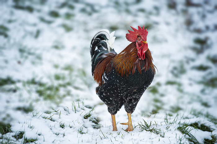 Italian rooster in a snowy landscape Italian rooster in a snowy landscape, by Zoonar Judith Kiener