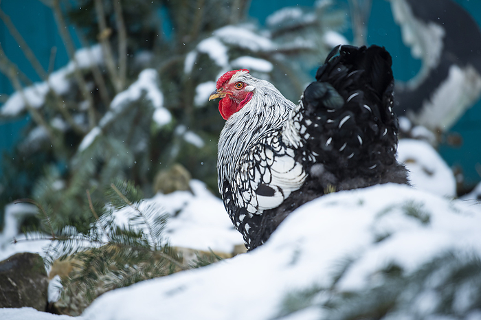 Wyandotten rooster in a snowy landscape Wyandotten rooster in a snowy landscape, by Zoonar Judith Kiener