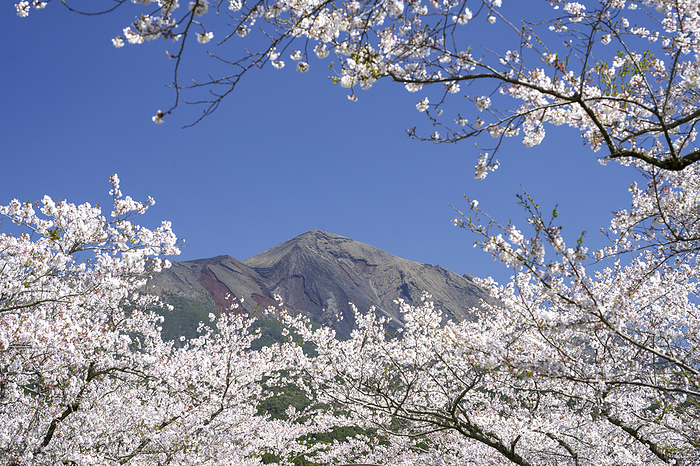 Takachiho Peak seen from Takachiho Pasture with cherry blossoms in full bloom