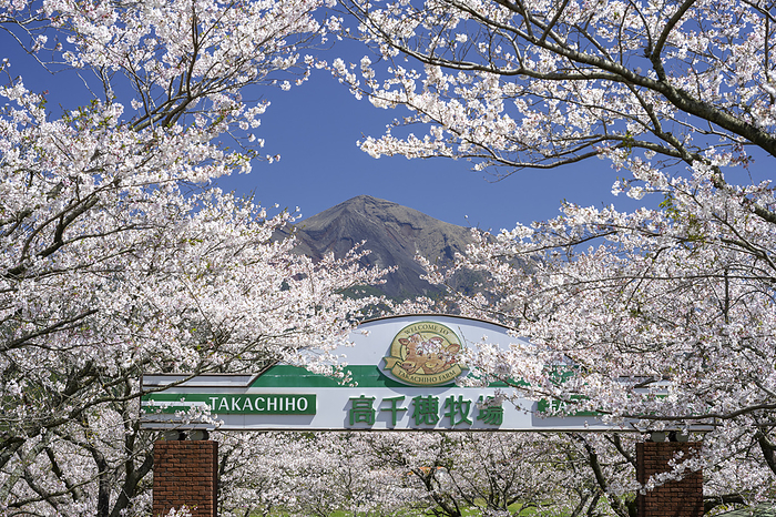 Takachiho Peak seen from Takachiho Pasture with cherry blossoms in full bloom