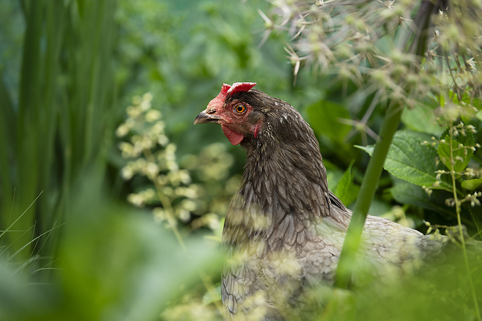 Hen in a garden Hen in a garden, by Zoonar Judith Kiener