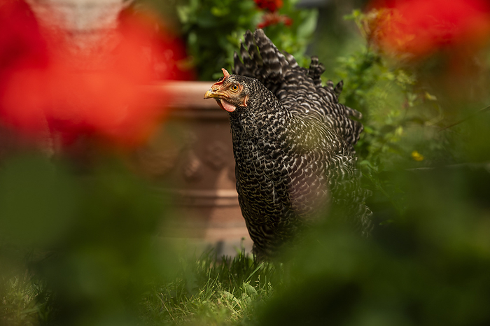 Amrock hen in a garden Amrock hen in a garden, by Zoonar Judith Kiener