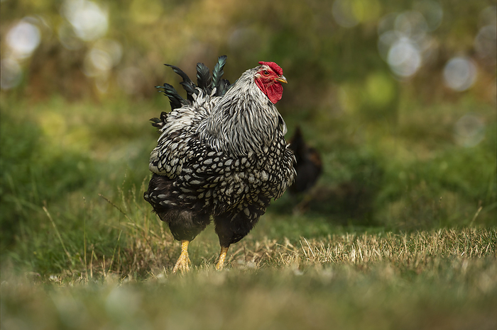 Wyandotten rooster in a meadow Wyandotten rooster in a meadow, by Zoonar Judith Kiener