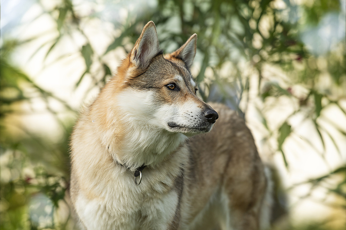 Czechoslovakian wolfdog in nature background Czechoslovakian wolfdog in nature background, by Zoonar Judith Kiener