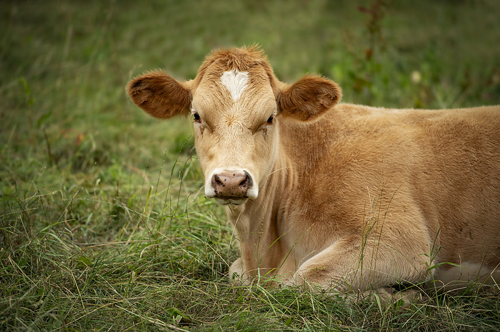 Young cow on a pasture Young cow on a pasture, by Zoonar Judith Kiener