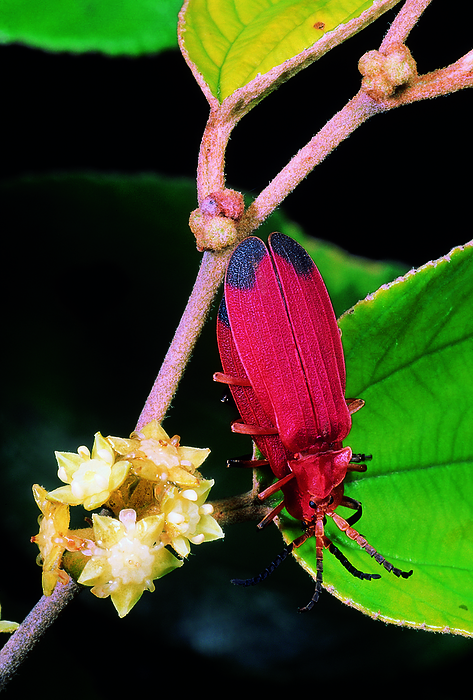 Net winged Beetles. Family: Lycidae. Maharashtra, India. Net winged Beetles. Family: Lycidae. Maharashtra, India., by Zoonar RealityImages