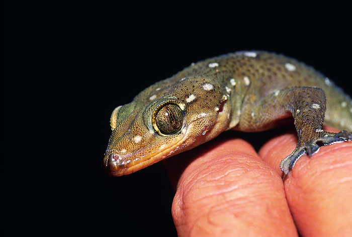 Hemidactylus prashadi. Prashad s Gecko. RARE. Castle Rock, Karnataka, India. Hemidactylus prashadi. Prashad s Gecko. RARE. Castle Rock, Karnataka, India., by Zoonar RealityImages