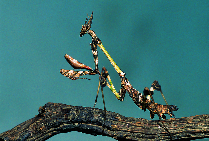Praying Mantis. Empusa species. Pune, Maharashtra, India. Praying Mantis. Empusa species. Pune, Maharashtra, India., by Zoonar RealityImages