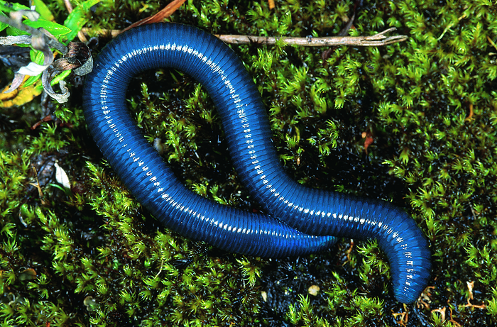 Pha Mu Ree. Earthworm photographed at 10, 000 ft. Arunachal Pradesh, India. Pha Mu Ree. Earthworm photographed at 10, 000 ft. Arunachal Pradesh, India., by Zoonar RealityImages