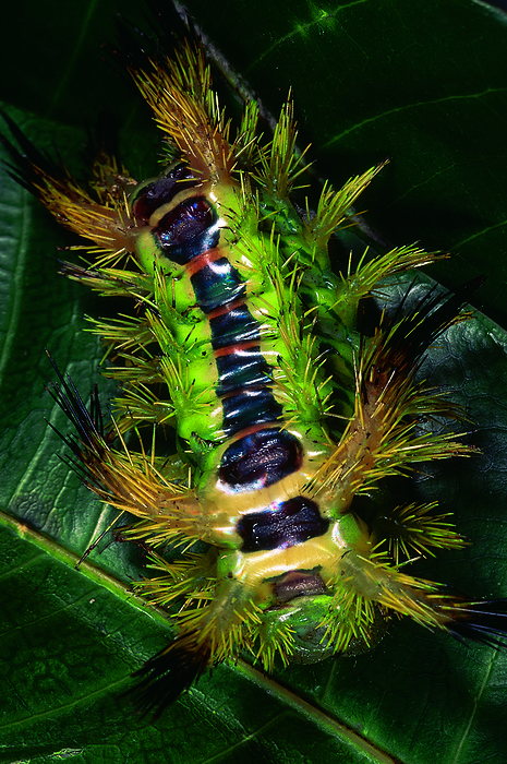 Natada velutina larva. Pune, Maharashtra, India. Natada velutina larva. Pune, Maharashtra, India., by Zoonar RealityImages