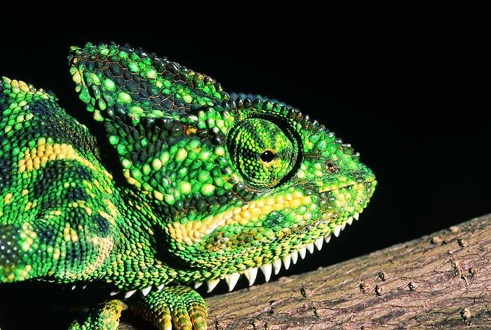Chamaeleon Zeylanicus. Indian chameleon, Chamaeleon head. Maharashtra, India. Chamaeleon Zeylanicus. Indian chameleon, Chamaeleon head. Maharashtra, India., by Zoonar RealityImages