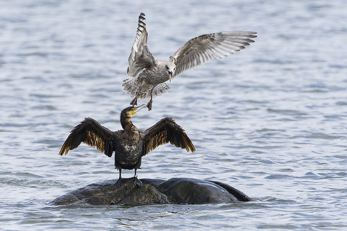 Young herring gull arguing with a cormorant Young herring gull arguing with a cormorant, by Zoonar Karin Jaehne