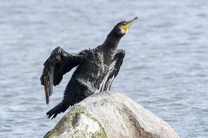 Great Cormorant landing after fishing Great Cormorant landing after fishing, by Zoonar Karin Jaehne