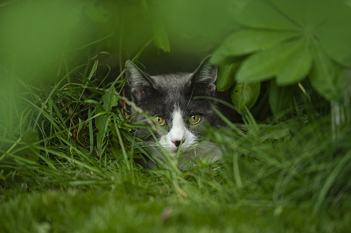 Domestic cat lying in a garden Domestic cat lying in a garden, by Zoonar Judith Kiener