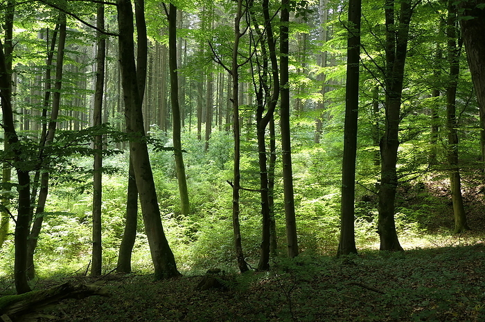 Deciduous forest in the Westerwald Deciduous forest in the Westerwald, by Zoonar Volker Rauch