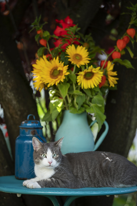 Cute young tabby cat lying on a garden table Cute young tabby cat lying on a garden table, by Zoonar Judith Kiener