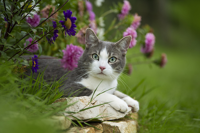 Young tabby cat in a garden Young tabby cat in a garden, by Zoonar Judith Kiener