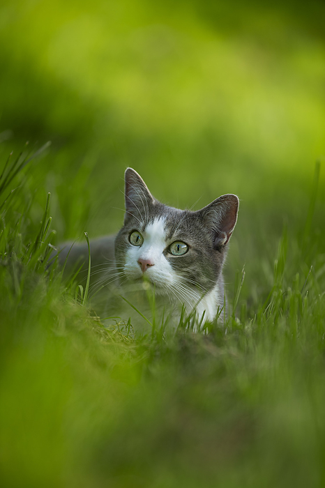 Cute young tabby cat lying in a meadow Cute young tabby cat lying in a meadow, by Zoonar Judith Kiener