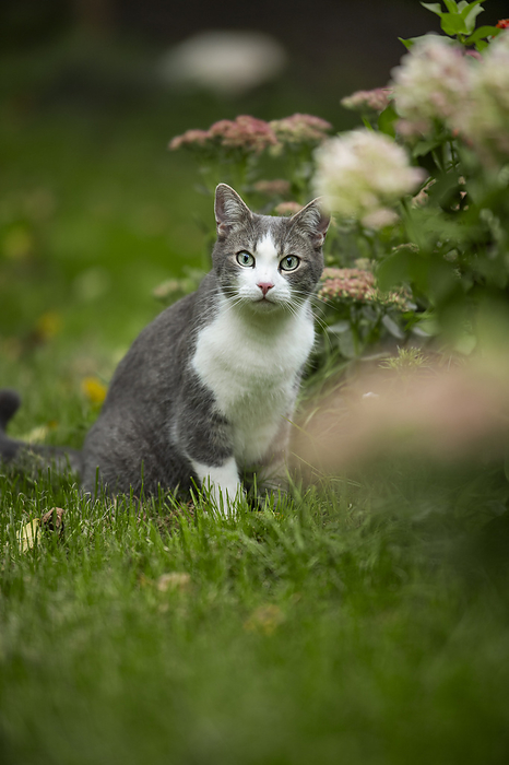 Young tabby cat in a garden Young tabby cat in a garden, by Zoonar Judith Kiener