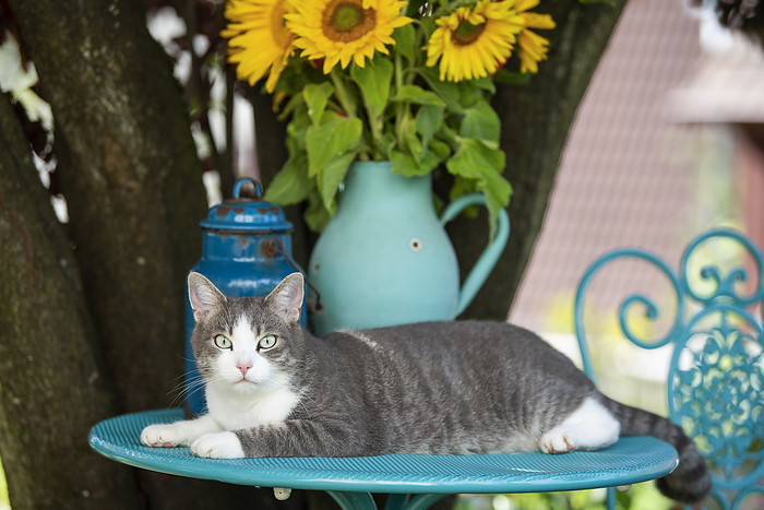 Cute young tabby cat lying on a garden table Cute young tabby cat lying on a garden table, by Zoonar Judith Kiener