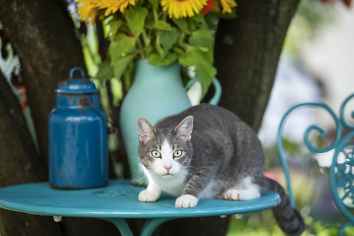 Cute young tabby cat sitting on a garden table Cute young tabby cat sitting on a garden table, by Zoonar Judith Kiener