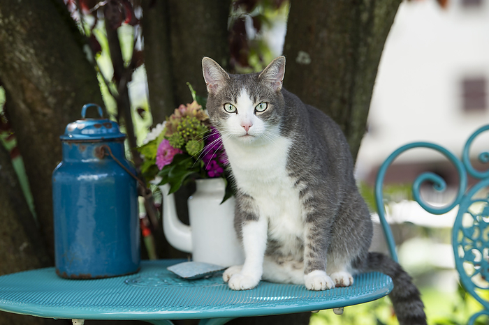 Tabby kitten sitting on a garden table Tabby kitten sitting on a garden table, by Zoonar Judith Kiener