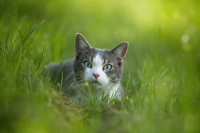Cute young tabby cat lying in a meadow Cute young tabby cat lying in a meadow, by Zoonar Judith Kiener